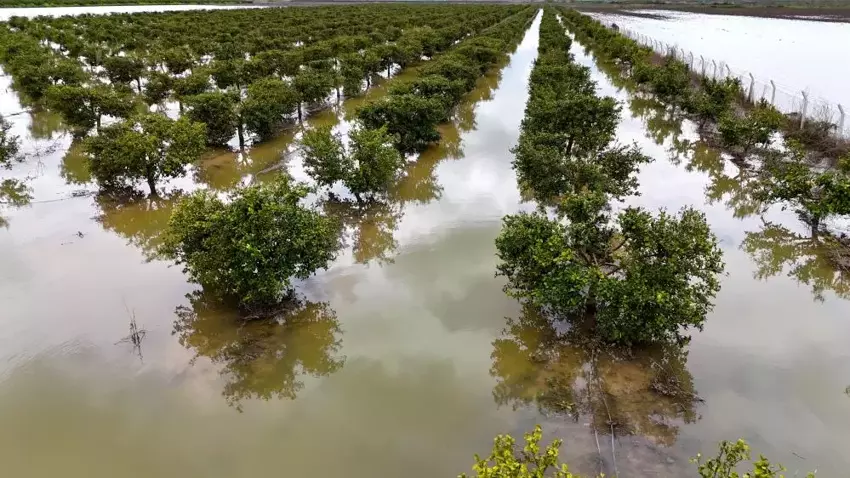 Adana’da Aşırı Yağış Tarım Alanlarını Olumsuz Etkiledi