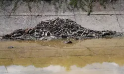 Sulama Kanalında At ve Eşek Kalıntıları Adana Halkında Tedirginlik, Uzmanlardan Uyarı