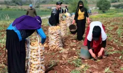 Adana'da, Turfanda Meyve Ve Sebzelerin Hasadı Başladı