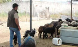 Adana’da Zehirli Ekmekle Hayvan Katliamı: 77 Hayvan Hayatını Kaybetti