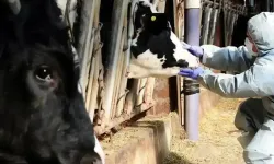 Adana’da Şap Hastalığı Alarmı: Hayvan Hareketliliği Tüm Kentte Durduruldu