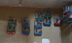 Adana’da yasaklı saka kuşlarını besleyen kişiye 151 bin 200 lira ceza