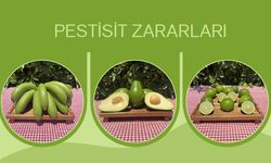 Pestisit Zararları