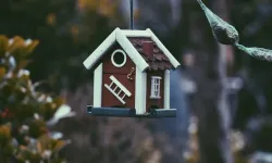 Tahliye Uyuşmazlıklarında Patlama: Sözleşmesiz Kiracılar Ev Sahiplerini Zorluyor