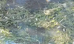 Kuraklık Adana’yı Vurdu: Sulama Kanallarında Balıklar Can Çekişiyor