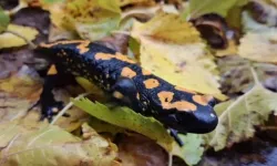 Adana Saimbeyli’de Nesli Tehlike Altındaki Sarı Benekli Semender Görüntülendi