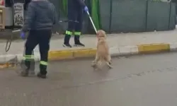 Adana’da Başıboş Sokak Köpekleri Toplanıyor