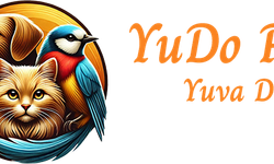 Kedi Sahiplenme: Yeni Bir Dostla Hayatınızı Güzelleştirin