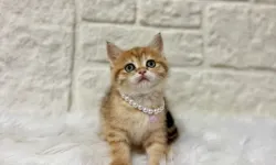 Kedi Sahiplenme Kararı Alırken Nelere Dikkat Edilmeli?