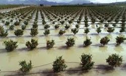 Adana’da Sağanak Felaketi: Hasatlar 30-45 Gün Gecikecek