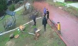 Parktaki Kuş Yuvasına Zarar Veren 4 Çocuğa Ev Hapsi Cezası