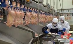 Son Dakika… Tavuk İhracatı Durduruldu: Ramazan Öncesi Fiyat Artışlarına Devlet Müdahalesi