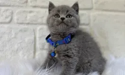 Kedi Sahiplendirmek ve Sahiplenmek İçin Doğru Adres