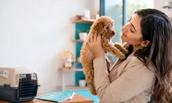 Sevimli Bir Fotoğraf Yetmez: Doğru Toy Poodle Yavrusunu Seçmenin Püf  Noktaları
