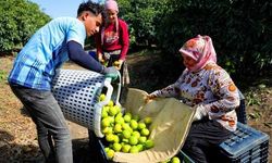 Adana’da Mandalina Hasadı Başladı: Kilogramı Dalında 8-10 Liradan Satılıyor