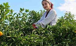 Adana’da Mandalina Hasadı Başladı: Üreticide Fiyat 10 Liraya Kadar Çıkıyor