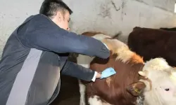 Adana’da Şap Alarmı: Kozan Canlı Hayvan Pazarı Kapatıldı