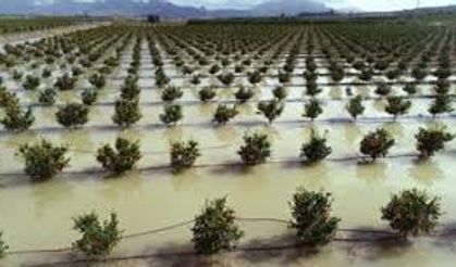 Adana’da Sağanak Felaketi: Hasatlar 30-45 Gün Gecikecek