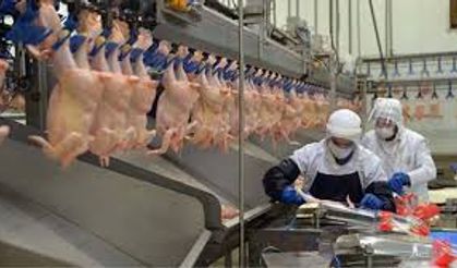 Son Dakika… Tavuk İhracatı Durduruldu: Ramazan Öncesi Fiyat Artışlarına Devlet Müdahalesi