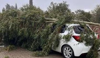 Adana’da Şiddetli Rüzgar Hayatı Olumsuz Etkiledi: Ağaçlar Devrildi, Çatı uçtu, Minare sallandı