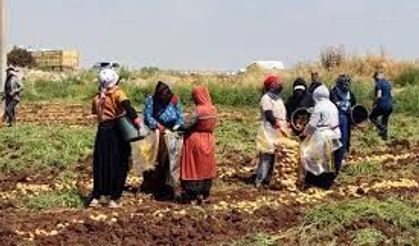 Adana'da Deneme Ekimi Yapılan Patatesler Üreticilere Umut Verdi