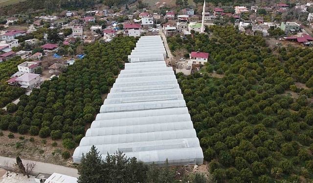 Adana'da Seracılık Atağı: 400 Metrekareyle Başlayan Hikâye 30 Dönüme Ulaştı