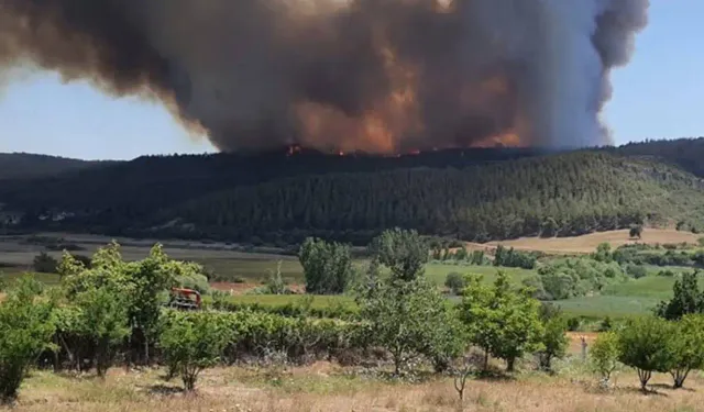 Adana'daki Orman Yangınında Şok Gelişme: 5 Kişi Tutuklandı, Yangın Söndürme Uçağı Kırıma Uğramıştı