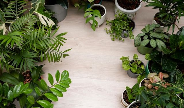 Yeni Alınan Bitkilerde Besin Uygulamasına Ne Zaman Başlanmalı?