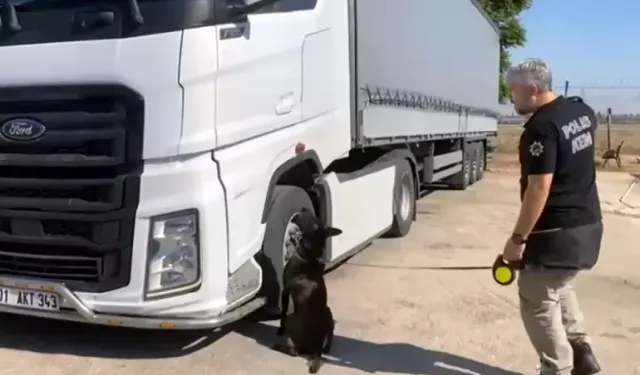 TIR’daki Valizlerden 55 Kilo Skunk Çıktı