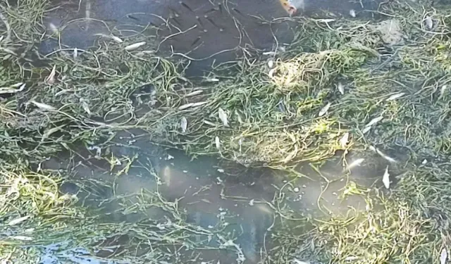 Kuraklık Adana’yı Vurdu: Sulama Kanallarında Balıklar Can Çekişiyor