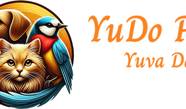 Kedi Sahiplenme: Yeni Bir Dostla Hayatınızı Güzelleştirin