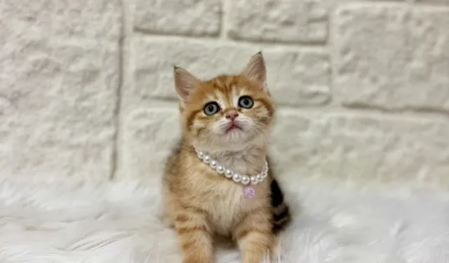 Kedi Sahiplenme Kararı Alırken Nelere Dikkat Edilmeli?