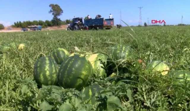 Adana'da Karpuz Hasadı Hız Kazandı: Fiyatlar 15 Tl'ye Kadar Geriledi