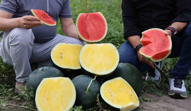 Bu Karpuzu Görenler Şaşkına Dönüyor: Kabuğu Yeşil, İçi Sarı