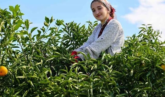 Adana’da Mandalina Hasadı Başladı: Üreticide Fiyat 10 Liraya Kadar Çıkıyor
