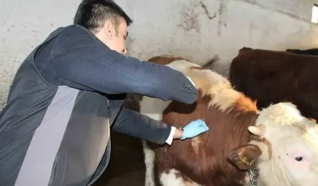 Adana’da Şap Alarmı: Kozan Canlı Hayvan Pazarı Kapatıldı