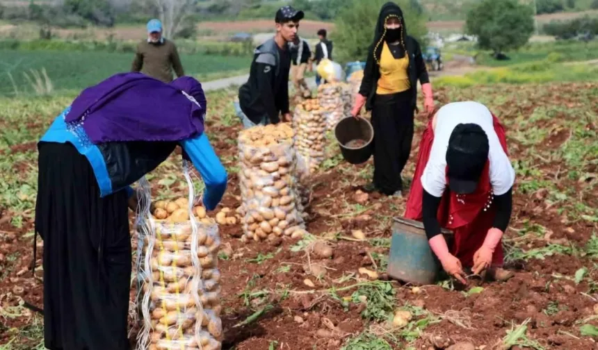 Adana'da, Turfanda Meyve Ve Sebzelerin Hasadı Başladı