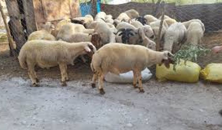 Adana hayvan pazarı fiyatları