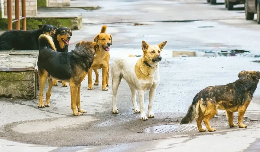 Adana Valisi Köşger, Başıboş Sokak Köpekleri İçin Planladıkları Modeli Anlattı