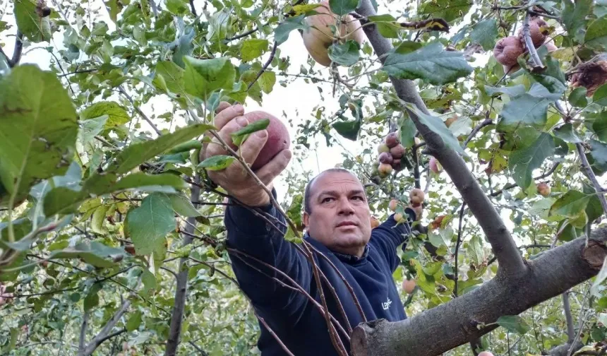 Adana’da Erken Elma Hasadı: Soğuk Hava ve Kar Yağışı Köylüleri Harekete Geçirdi