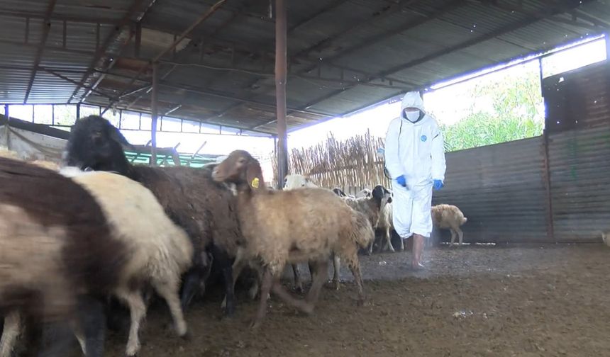 Adana’da Mavi Dil Hastalığı Endişesi: Bir Mahalle Karantina Altına Alındı