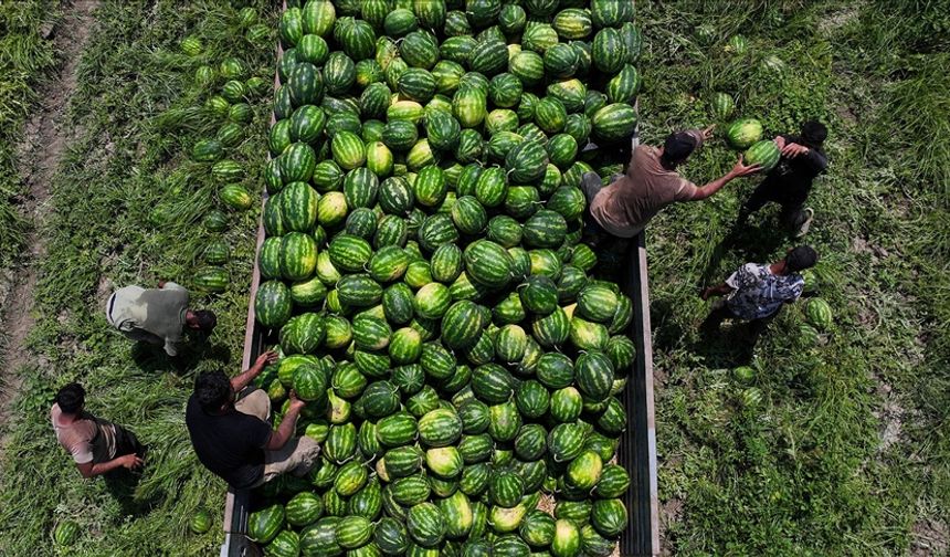 Adana Karpuzunda Hasat Hızlandı, Fiyatlar Tarlada 7 Liraya Geriledi