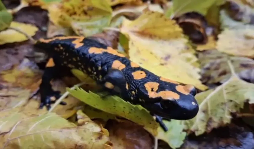 Adana Saimbeyli’de Nesli Tehlike Altındaki Sarı Benekli Semender Görüntülendi