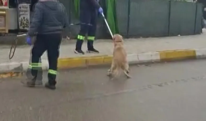 Adana’da Başıboş Sokak Köpekleri Toplanıyor