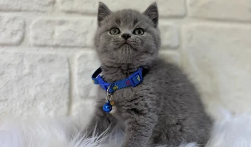 Kedi Sahiplendirmek ve Sahiplenmek İçin Doğru Adres