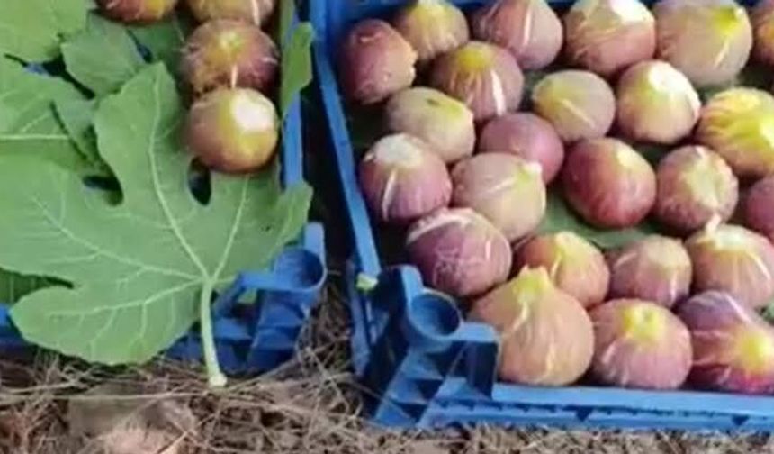 Rekolte Düştü Ama Talep Patladı: Kilogramı 300 TL'den Kapış Kapış Satılıyor