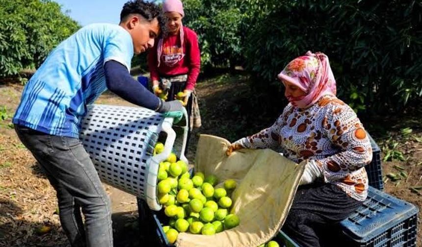 Adana’da Mandalina Hasadı Başladı: Kilogramı Dalında 8-10 Liradan Satılıyor