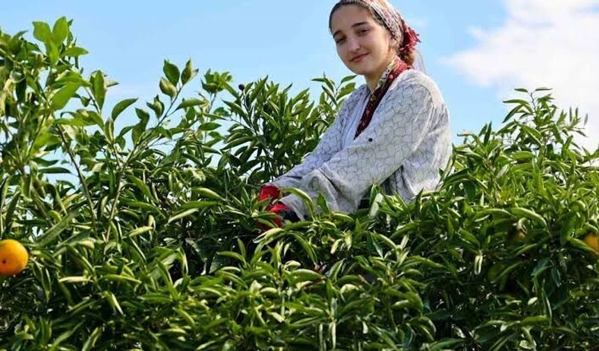 Adana’da Mandalina Hasadı Başladı: Üreticide Fiyat 10 Liraya Kadar Çıkıyor
